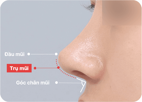 NaturGlow columella line diagram